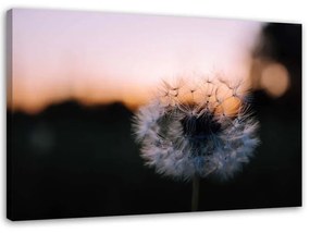 Quadro su tela, Denti di leone al tramonto