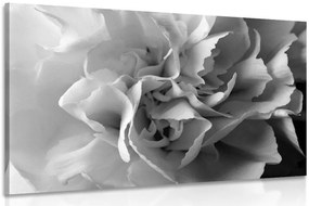 Stampa su tela – Petali di garofano in bianco e nero