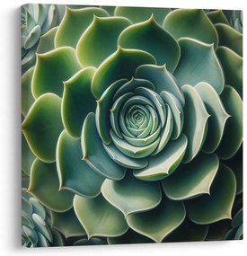Quadro su tela – Spirale perfetta della pianta grassa