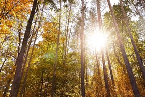 Carta da parati autoadesiva – Foresta nei colori autunnali