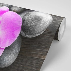 Carta da parati – Splendida orchidea e pietre