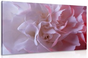 Quadro su tela – Petali di garofano