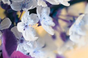 Stampa su tela – Ramo di ciliegio in fiore