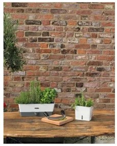 Cole&Mason - Contenitore per conservare le erbe aromatiche appena tagliate