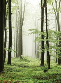 Coordonne Carta da parati panoramica Woods Summer Path - 6500208