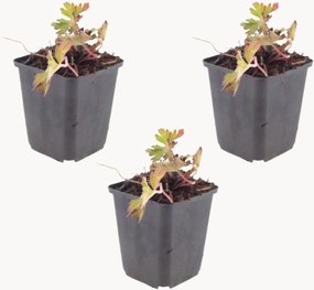 Set di 3 piante vere Geranio Cranesbill Azure Rush
