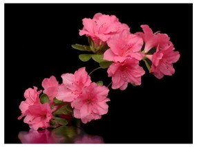 Fotomurale  Azalea in Black  Colore Nero, Dimensioni e Misure 250x193