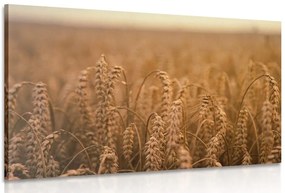 Stampa su tela – Campo di grano