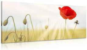 Stampa su tela – Papavero selvatico