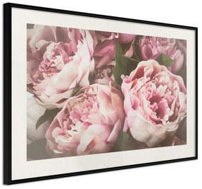 Poster  Pastel Peonies  Cornice Quadri Cornice nera con pass-partout, Larghezza x Altezza Home decor 30x20