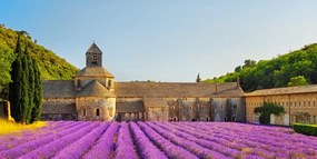Stampa su tela – Provenza con campi di lavanda