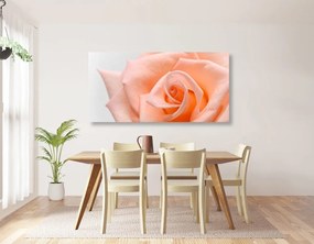 Stampa su tela – Rosa pesca