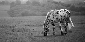 Quadro su tela – Cavallo nel prato in bianco e nero