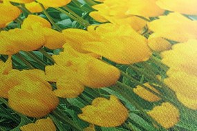 Stampa su tela – Giardino pieno di tulipani
