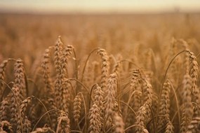 Stampa su tela – Campo di grano