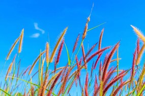 Carta da parati – Erba selvaggia sotto il cielo