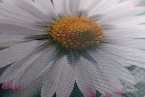 Quadro su tela – Margherita stupenda