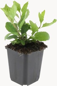 Set di 6 piante vere Aster ageratoides Asran
