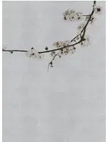 Coordonne Carta da parati panoramica Blossom Branch - Grey