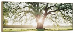 Quadro 150x60 cm Tree in the Sun
