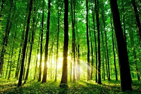 Carta da parati – Freschezza della foresta