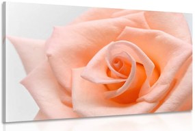 Quadro su tela – Rose in tonalità pesca