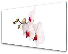 Quadro su vetro acrilico Fiori di orchidea della natura 100x50 cm
