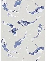 Harlequin Tapete Koi - Indigo