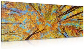Quadro su tela – Corone autunnali degli alberi