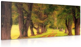 Quadro su tela – Sentiero nella foresta autunnale