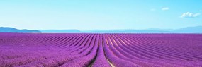 Stampa su tela – Campo di lavanda infinito