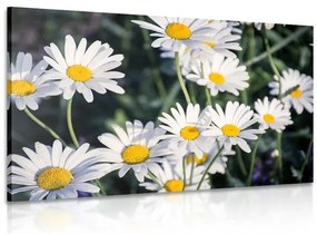 Quadro su tela – Margherite in giardino