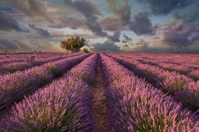 Carta da parati – Terra di campi di lavanda