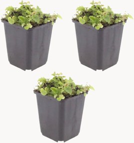Set di 3 piante vere Campanula poscharskyana