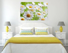 Quadro su tela – Prato primaverile pieno di fiori