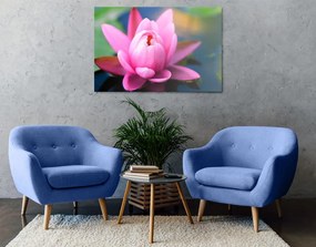 Quadro su tela – Splendido fiore rosa sul lago