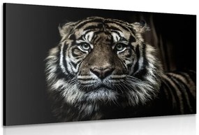 Stampa su tela – Tigre