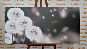 Quadro su tela – Dente di leone soffice in bianco e nero