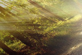 Quadro su tela – Raggi di sole nella foresta