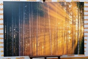 Stampa su tela – Sole dietro l'albero