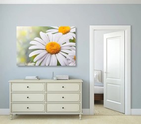 Stampa su tela – Fiori di camomilla