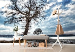 Carta da parati – Alberi in inverno