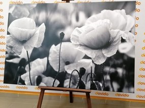 Stampa su tela – Campo di papaveri selvatici in bianco e nero