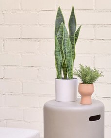 Kave Home - Pianta artificiale Sansevieria con vaso bianco 55 cm