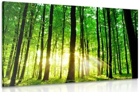 Stampa su tela – Foresta verde fresca