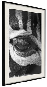 Poster  Zebra Is Watching You  Cornice Quadri Cornice nera con pass-partout, Larghezza x Altezza Home decor 20x30