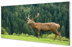 Quadro acrilico Cervo sul campo 100x50 cm