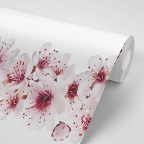 Carta da parati – Fiori di Ciliegio
