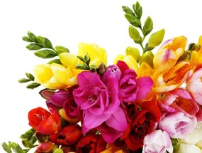Carta da parati – Bouquet di fresie