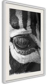 Poster  Zebra Is Watching You  Cornice Quadri Cornice d'oro con passe-partout, Larghezza x Altezza Home decor 20x30